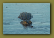 Saltwater crocodile we saw during Yellow Water cruise